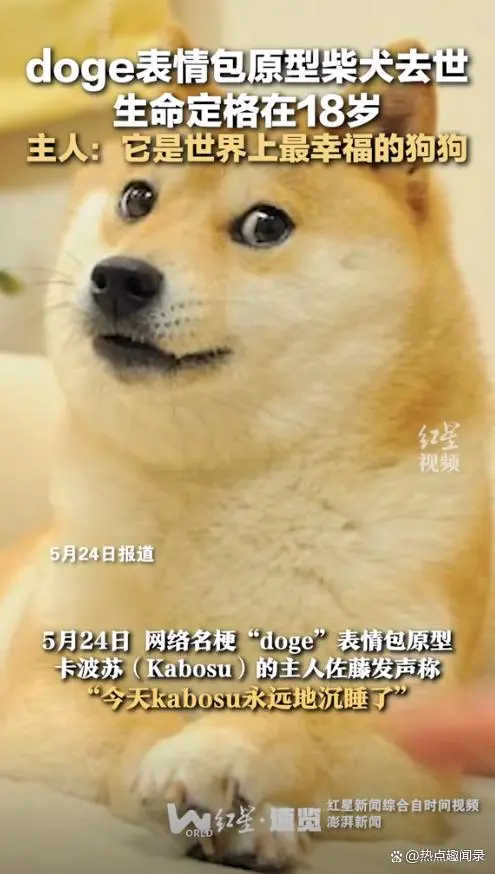 doge表情包原型柴犬生命定格在18岁主人：它是世界上最幸福的狗狗